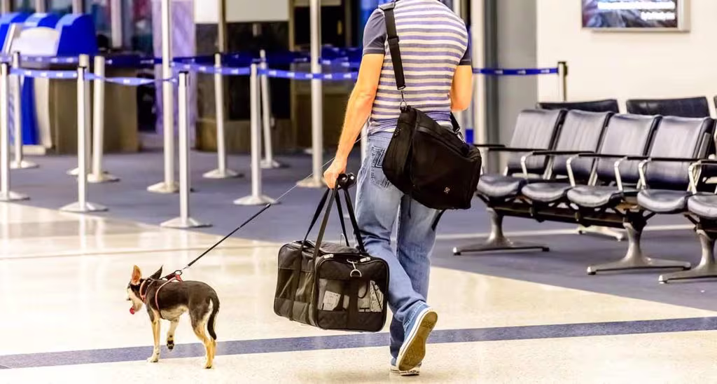 JetBlue Airlines Pet Policy, JetBlue Pet Policy