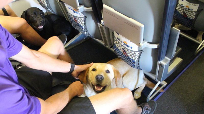 allegiant airlines pet policy, pet policy allegiant airlines, allegiant airlines pet travel policy, pet policy for allegiant airlines, what is allegiant airlines pet policy, allegiant airlines pet policy domestic flights