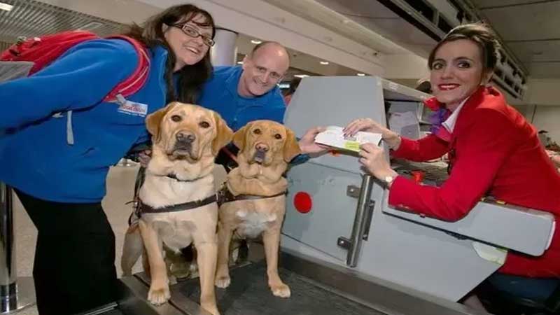 southwest airlines pet policy, southwest airlines in cabin pet policy, southwest airlines pet policy in cabin, southwest airlines carry on pet policy, southwest airlines emotional support pet policy