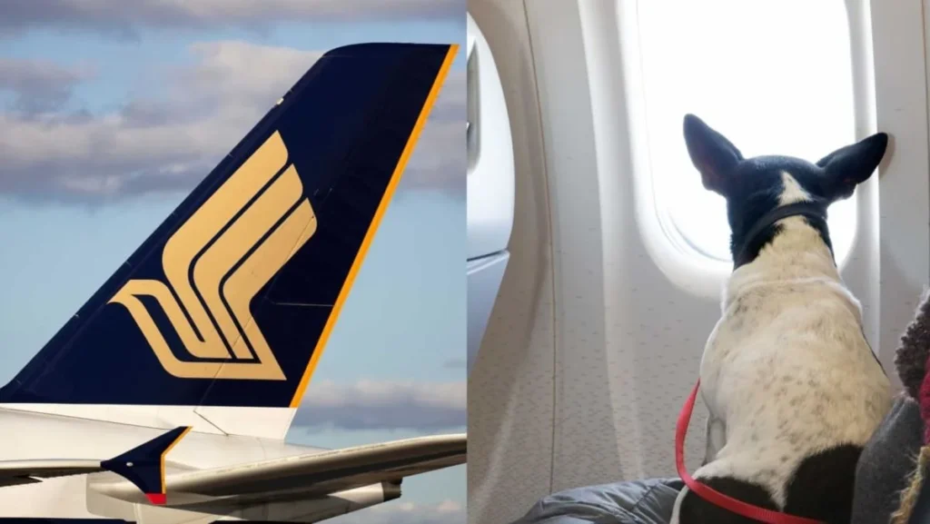 singapore airlines pet policy, singapore airlines pet in cabin policy, singapore airlines flying with pets, singapore airlines pet cargo, singapore airlines pet cargo cost