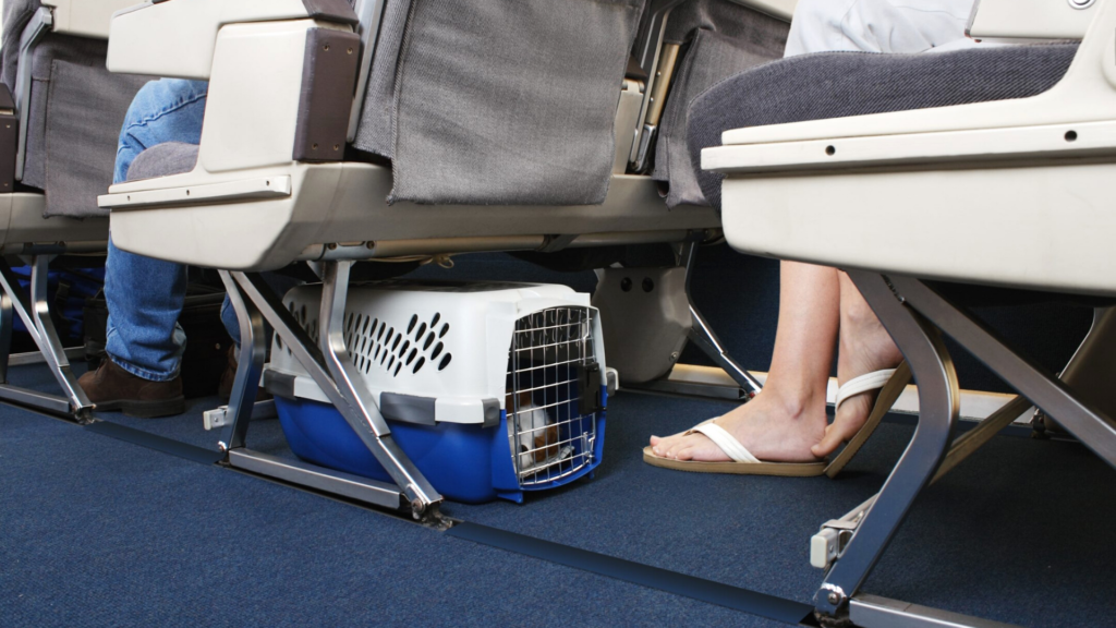 philippine airlines pet policy, pet policy philippine airlines, philippine airlines pets, pet travel philippine airlines, airlines that allow pets in cabin philippines, airlines that allow pets in cabin philippines to canada