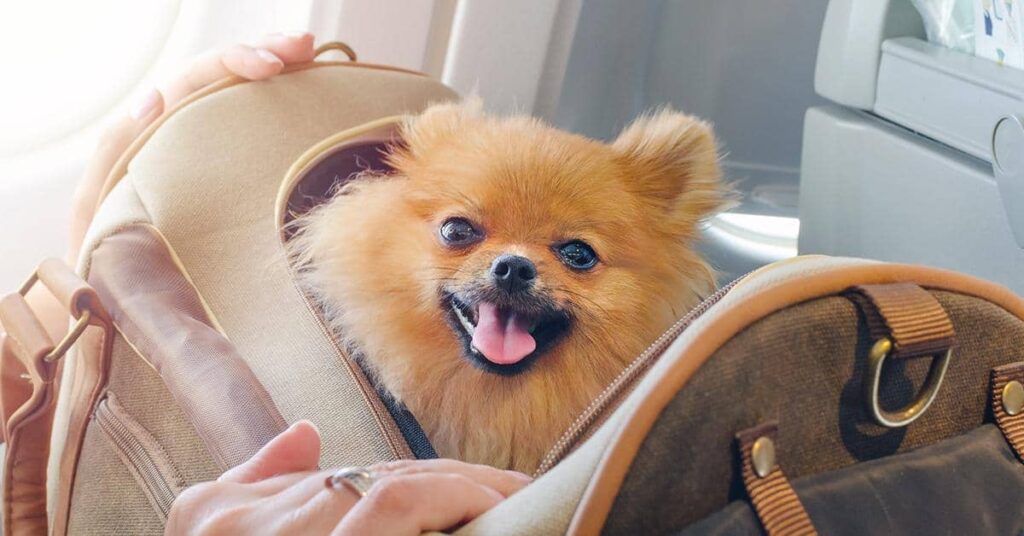 philippine airlines pet policy, pet policy philippine airlines, philippine airlines pets, pet travel philippine airlines, airlines that allow pets in cabin philippines, airlines that allow pets in cabin philippines to canada