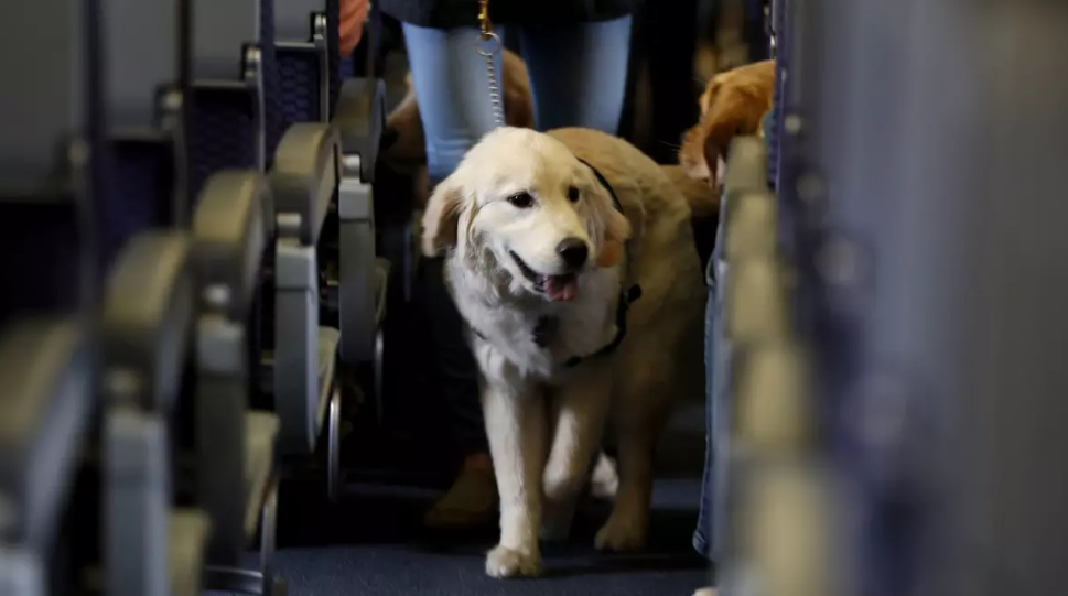 southwest airlines pet policy, southwest airlines in cabin pet policy, southwest airlines pet policy in cabin, southwest airlines carry on pet policy, southwest airlines emotional support pet policy