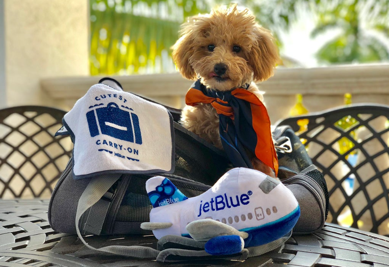 jetblue airlines pet policy, jetblue airlines pet policy cargo, jetblue airlines pet travel policy