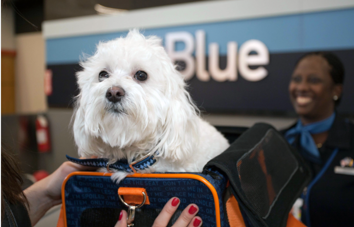 jetblue airlines pet policy, jetblue airlines pet policy cargo, jetblue airlines pet travel policy