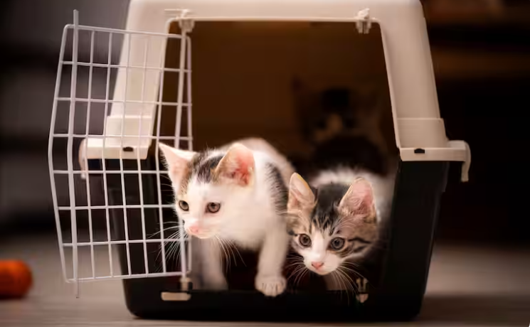 Etihad Airways pet policy, Etihad Airways pet policy cargo, Etihad Airways pet travel policy, pet policy Etihad Airways, Etihad Airways pet policy, Etihad Airways pets policy