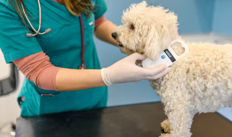 Etihad Airways pet policy, Etihad Airways pet policy cargo, Etihad Airways pet travel policy, pet policy Etihad Airways, Etihad Airways pet policy, Etihad Airways pets policy