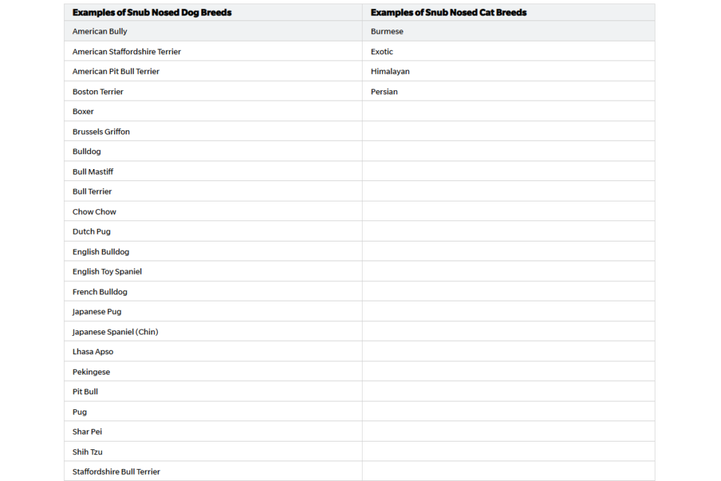 hawaiian airlines pet policy, hawaiian airlines pet policy cargo, hawaiian airlines in cabin pet policy, hawaiian airlines pet carrier policy, hawaiian airlines pet policy in cabin