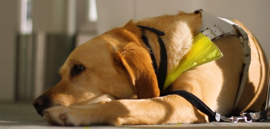 british airways pet policy, pet policy british airways, british airways pets, british airways pet travel, pets on british airways, british airways and pets