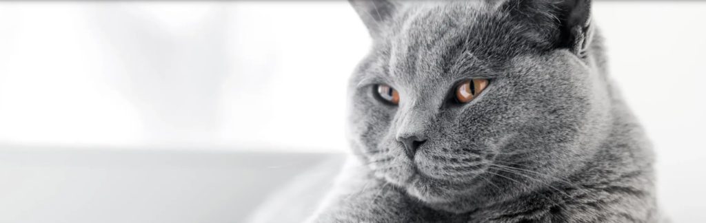 air france pet policy, pet policy air france, air france pet policy international flights, air france pet travel, air france pet, air france pet carrier dimensions, air france pets