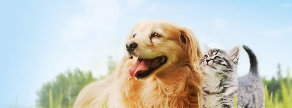 aegean airlines pet policy, aegean airlines pet travel, aegean airlines pets, aegean airlines pets in cabin