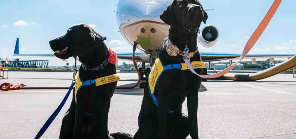 emirates pet policy, emirates airlines pet policy, emirates airways pet policy, pet policy emirates airlines, emirates pet in cabin policy, emirates airline pet travel, emirates pet travel, emirates pet travel cost