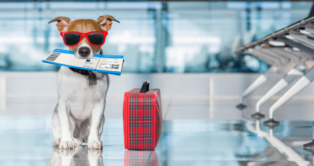 emirates pet policy, emirates airlines pet policy, emirates airways pet policy, pet policy emirates airlines, emirates pet in cabin policy, emirates airline pet travel, emirates pet travel, emirates pet travel cost