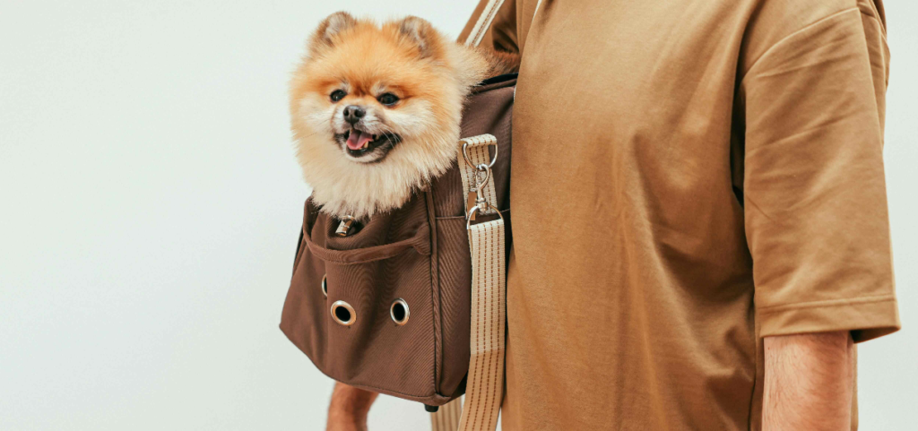 emirates pet policy, emirates airlines pet policy, emirates airways pet policy, pet policy emirates airlines, emirates pet in cabin policy, emirates airline pet travel, emirates pet travel, emirates pet travel cost