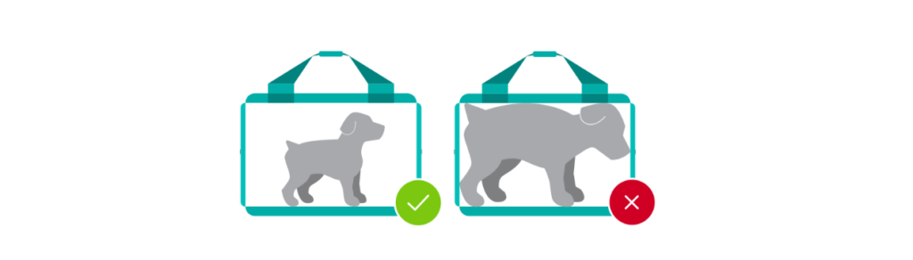 WestJet airlines pet policy, WestJet pet policy, pet policy WestJet, pets on WestJet, WestJet pet fee