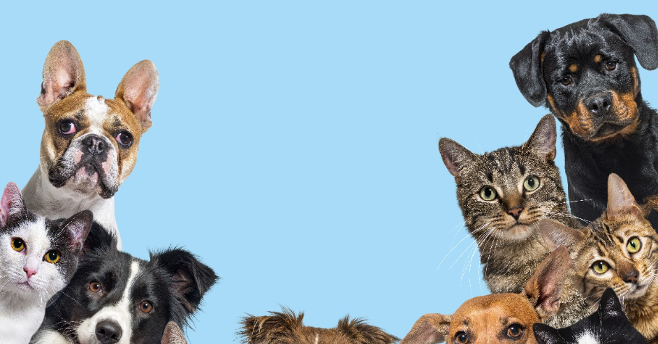 WestJet airlines pet policy, WestJet pet policy, pet policy WestJet, pets on WestJet, WestJet pet fee