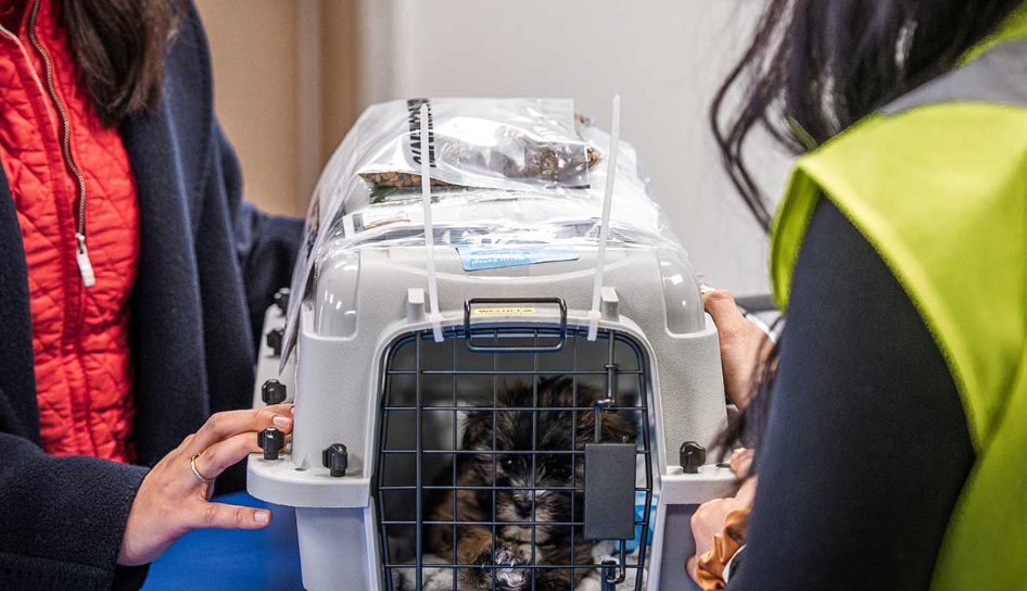 WestJet airlines pet policy, WestJet pet policy, pet policy WestJet, pets on WestJet, WestJet pet fee