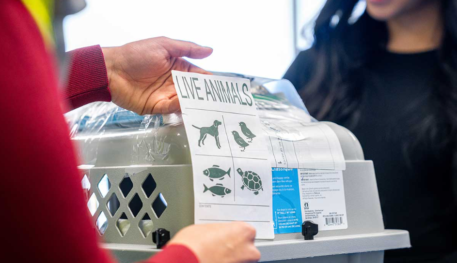 WestJet airlines pet policy, WestJet pet policy, pet policy WestJet, pets on WestJet, WestJet pet fee