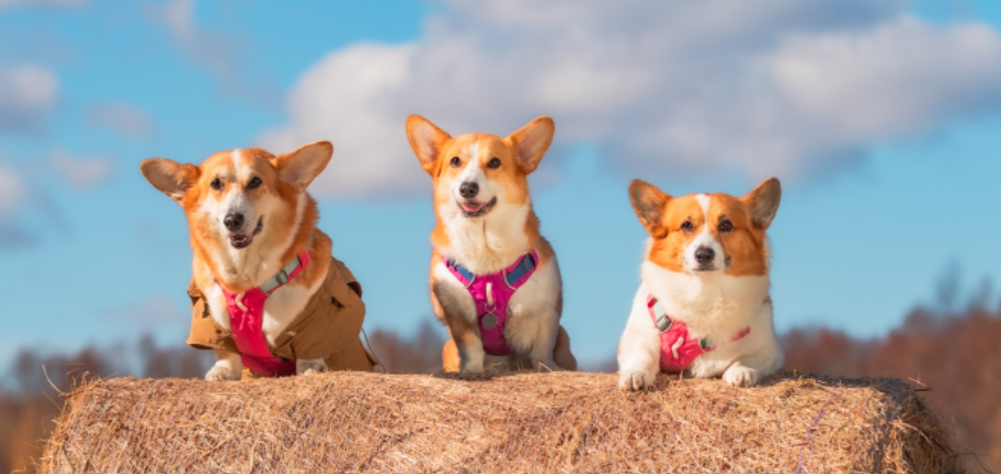 Air China pet policy, pets on Air China, Air China pet, Air China pet cargo, Air China pets, Air China pets in cabin