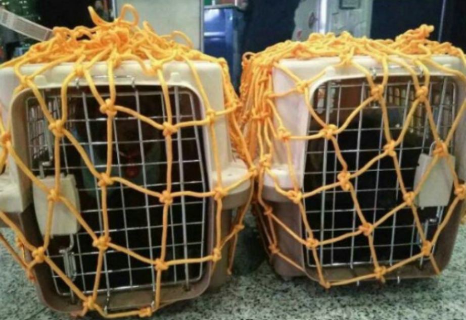 Air China pet policy, pets on Air China, Air China pet, Air China pet cargo, Air China pets, Air China pets in cabin